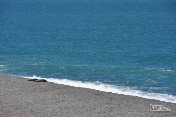 Após se arrastarem por meio quilômetro, dois elefantes marinhos ficam satisfeitos de chegarem ao mar, na Península Valdés, no litoral da  patagônia argentina